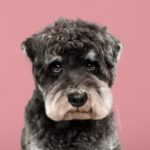 cambiar el look de tu cachorro con tan solo un corte de pelo 08