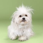 cambiar el look de tu cachorro con tan solo un corte de pelo 09