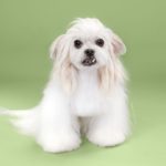 cambiar el look de tu cachorro con tan solo un corte de pelo 10