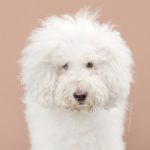 cambiar el look de tu cachorro con tan solo un corte de pelo 11