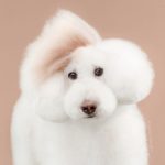 cambiar el look de tu cachorro con tan solo un corte de pelo 12