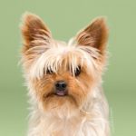 cambiar el look de tu cachorro con tan solo un corte de pelo 13