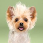 cambiar el look de tu cachorro con tan solo un corte de pelo 14