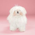 cambiar el look de tu cachorro con tan solo un corte de pelo 15