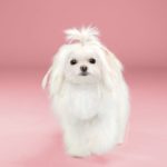 cambiar el look de tu cachorro con tan solo un corte de pelo 16