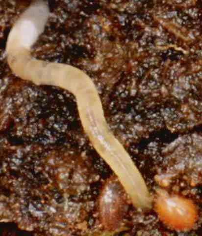 significado-sonar-gusanos