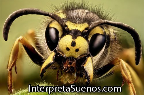 significado-de-sonar-con-avispas