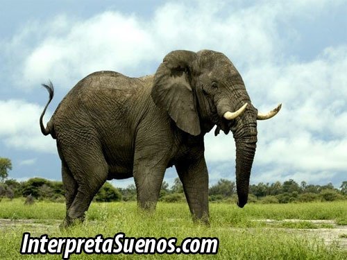 significado-de-sonar-con-elefante