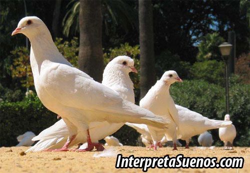 significado-de-sonar-con-palomas