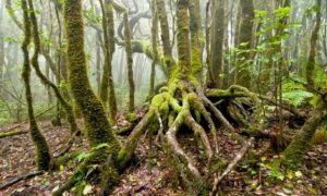 Día Internacional de los bosques
