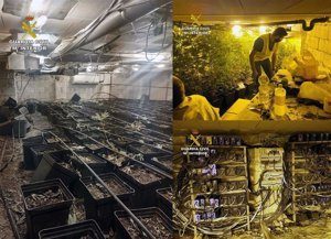 Desmantelado en campos del rio un invernadero subterraneo con 920 plantas de marihuana de grandes dimensiones