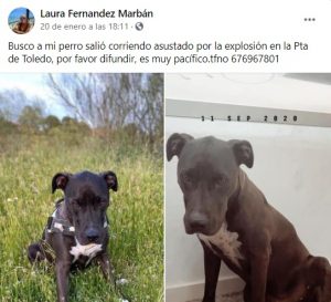 laura busca a su perro brutus