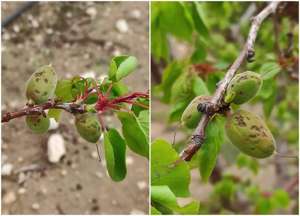 Consecuencias de la granizada en un campo de albaricoqueros en Blanca