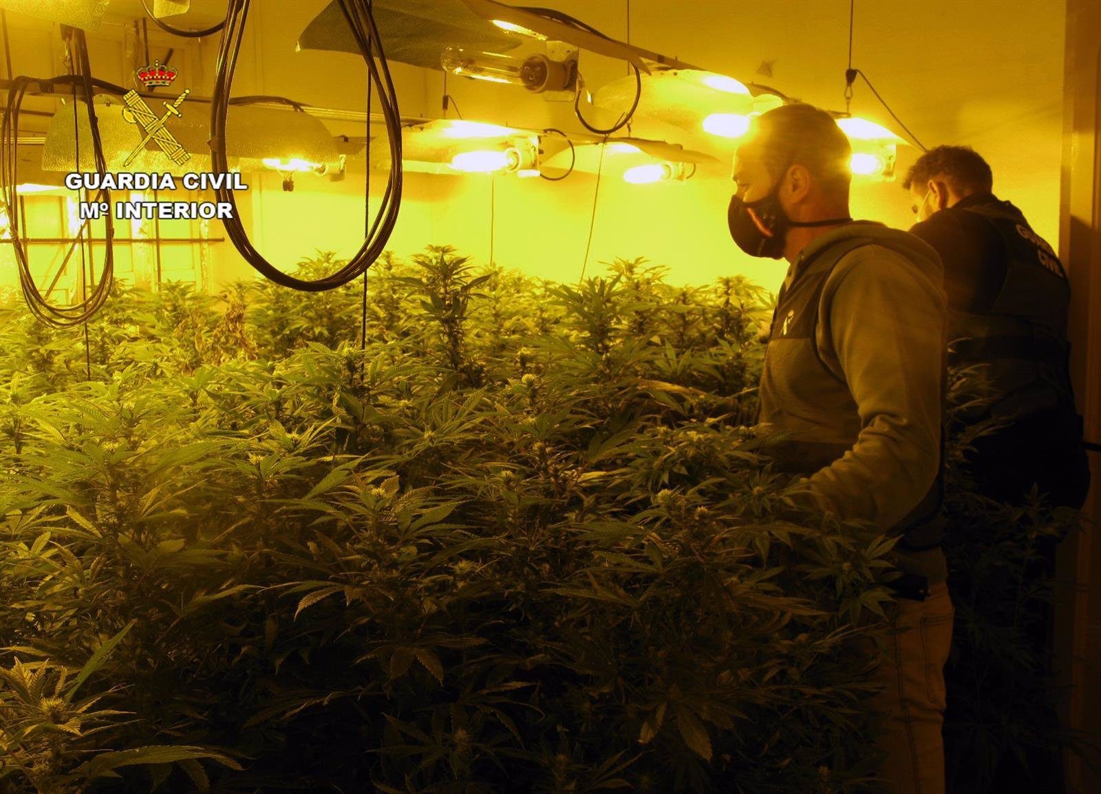 La Guardia Civil desmantela en Librilla un invernadero con cerca de 200 plantas de marihuana