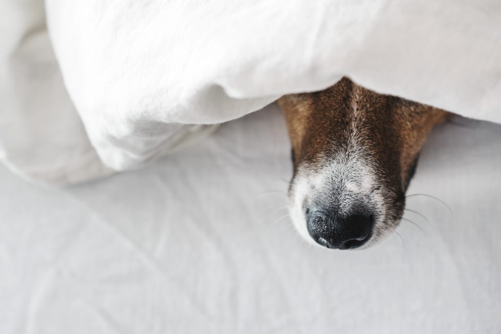 Perros escondidos con miedo