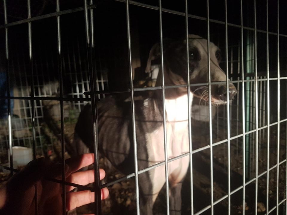 Un galgo rescatado por Andrés, 'El Loco de los perros', imagen de su facebook