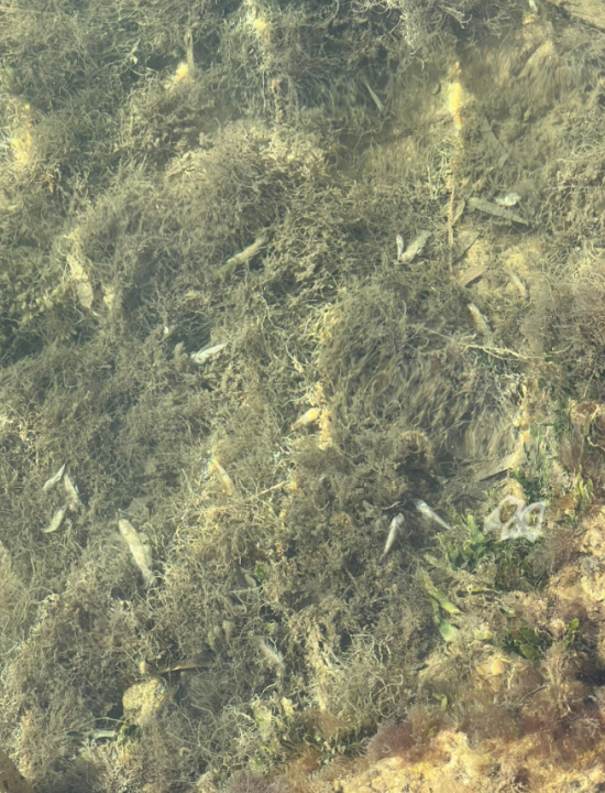 Peces Muertos en el Mar Menor, PSOE San Javier