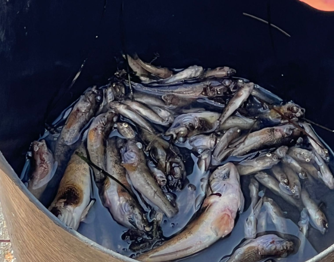 Peces muertos en el Mar Menor, perteneciente a Santiago de la Ribera