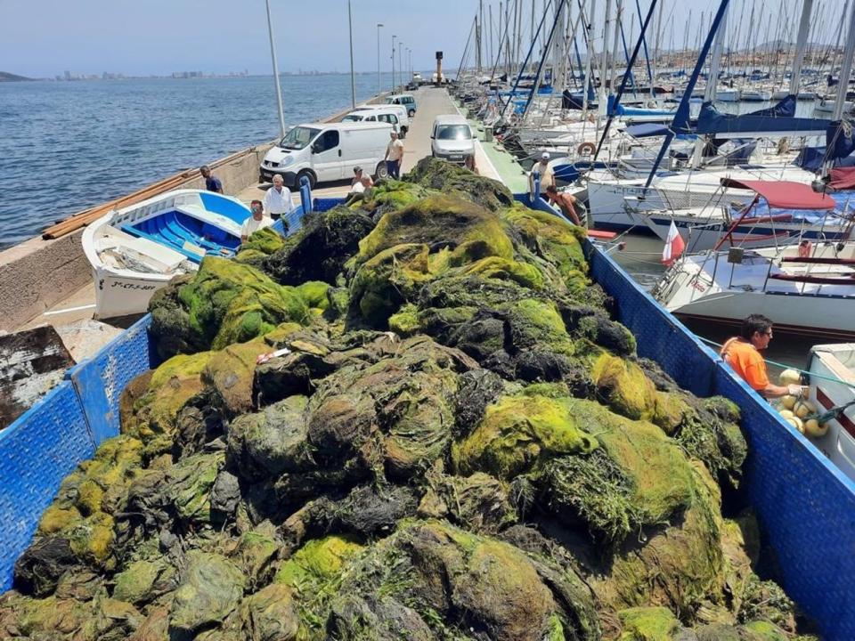 La bolsa hipoxica que afecta a una zona del mar menor del municipio de cartagena se mantiene