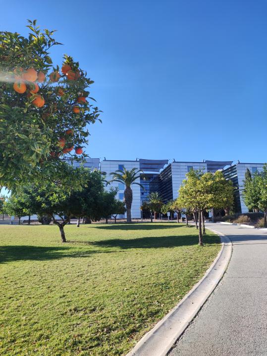 Paseos con perros en Murcia