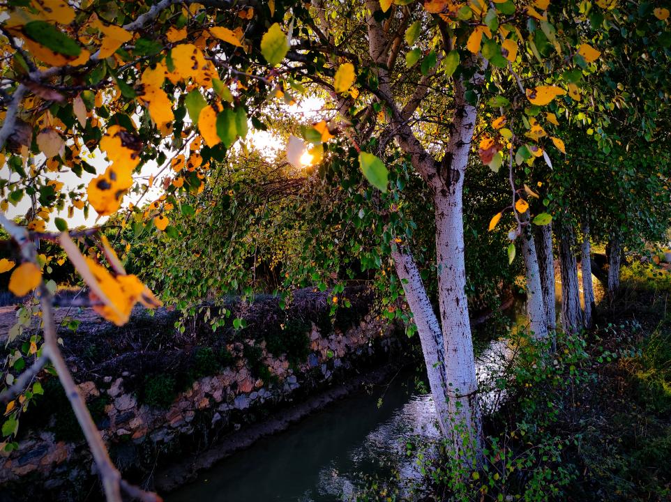 Paseos con perros por Murcia