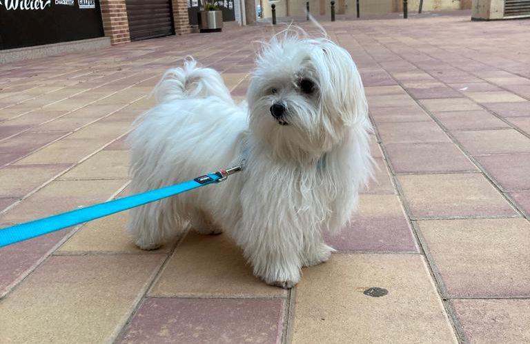 Paseo perros por Murcia