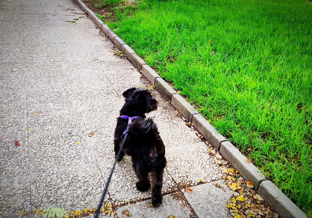 Cuidados de las mascotas en verano