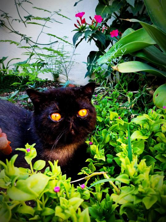 Cuidados para tu mascota en verano