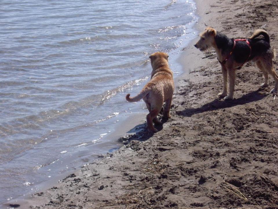 Cuidados para verano de tus mascotas