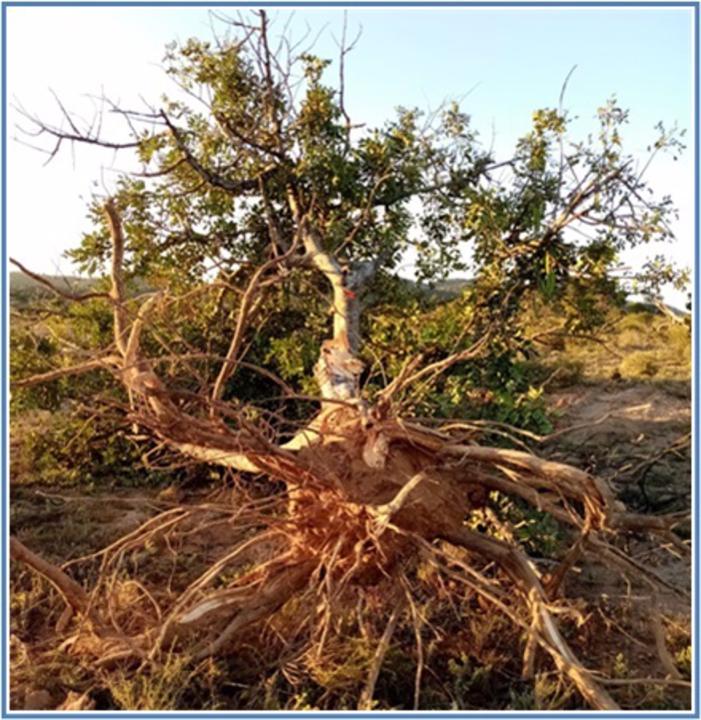 Ecologistas en accion denuncia la tala de arboles de gran porte junto al parque regional carrascoy el valle