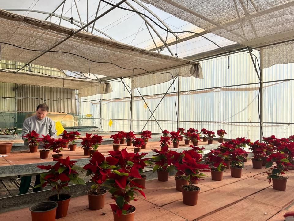 Flores pascua Fundown